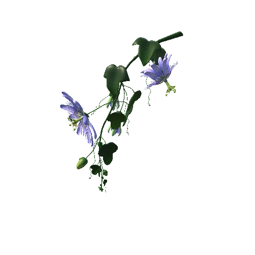 Flower Passifloraceae3